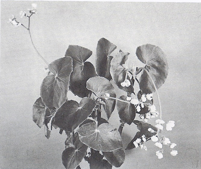 B. rigida